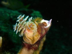 Christmas Tree Worm. Nikron S3 digital with in-camera fla... by Richard Harding 
